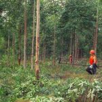 Regulación forestal en Uruguay afecta a nuevas plantaciones nuevas