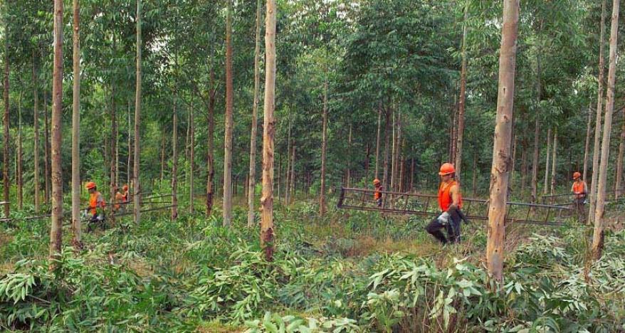 regulacion forestal Uruguay